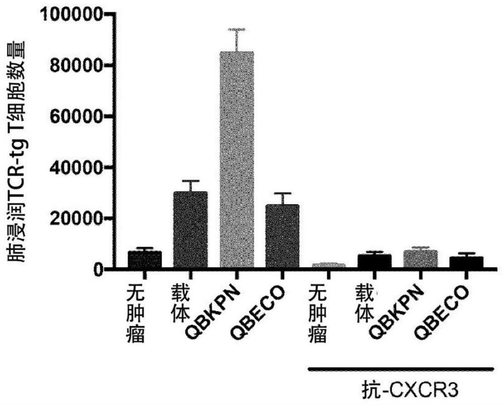 Innate targeting of adoptive cellular therapies