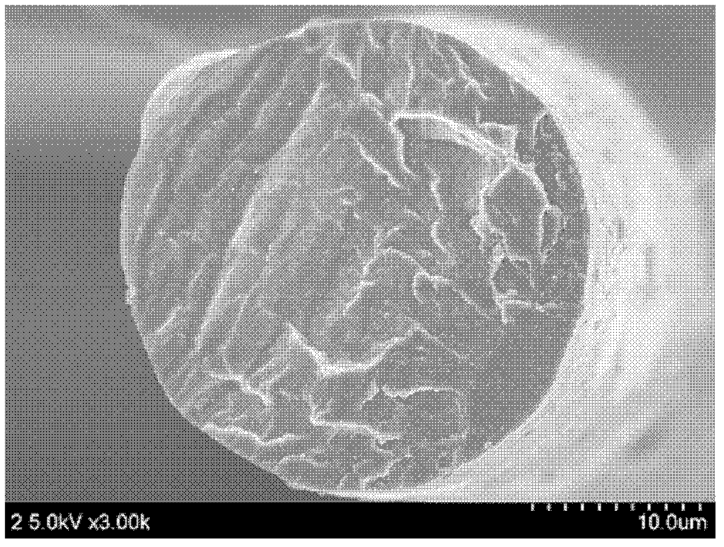 Method for preparing CNT (carbon nano tube)-polyacrylonitrile fibre by melting spinning