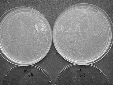 Carya illinoensis bacterial fertilizer and application thereof