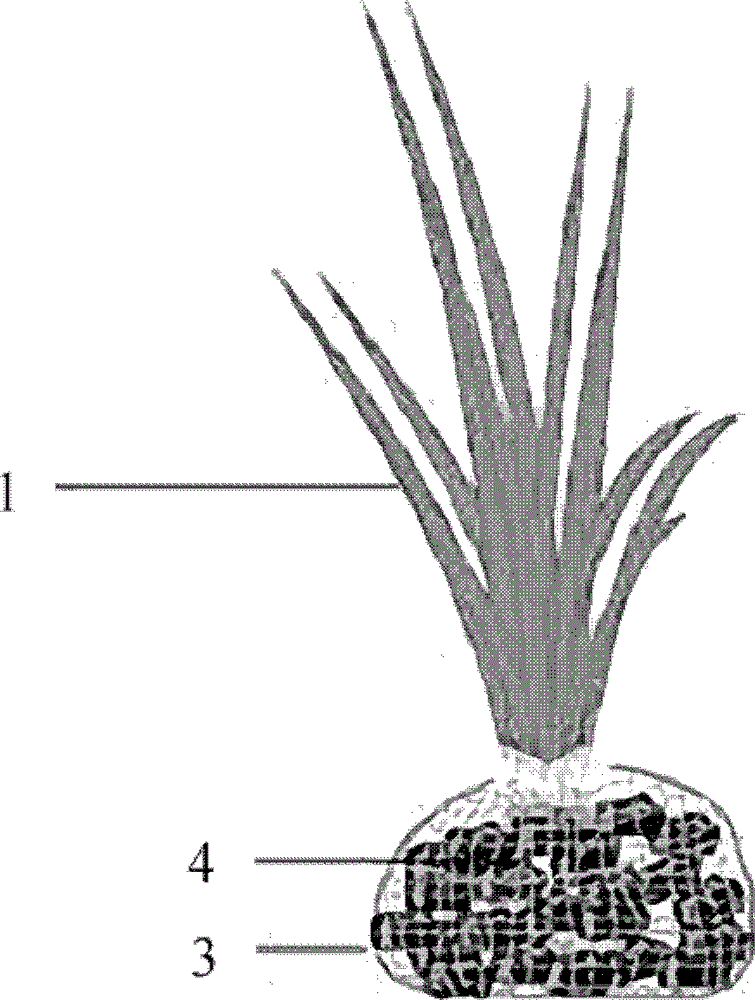 Method for constructing lake submerged plant communities