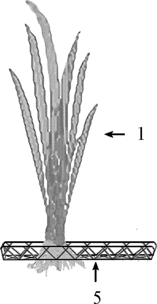 Method for constructing lake submerged plant communities