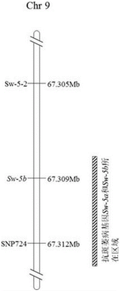 Tomato spotted wilt resistance gene Sw-5b close linkage SNP site acquisition and marker development