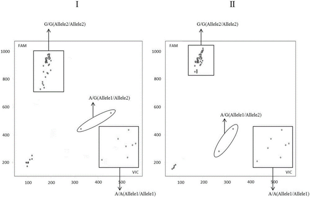 Tomato spotted wilt resistance gene Sw-5b close linkage SNP site acquisition and marker development