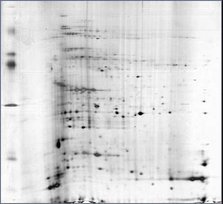 Extraction and dimensional electrophoresis method of mangrove plant total protein