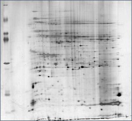 Extraction and dimensional electrophoresis method of mangrove plant total protein