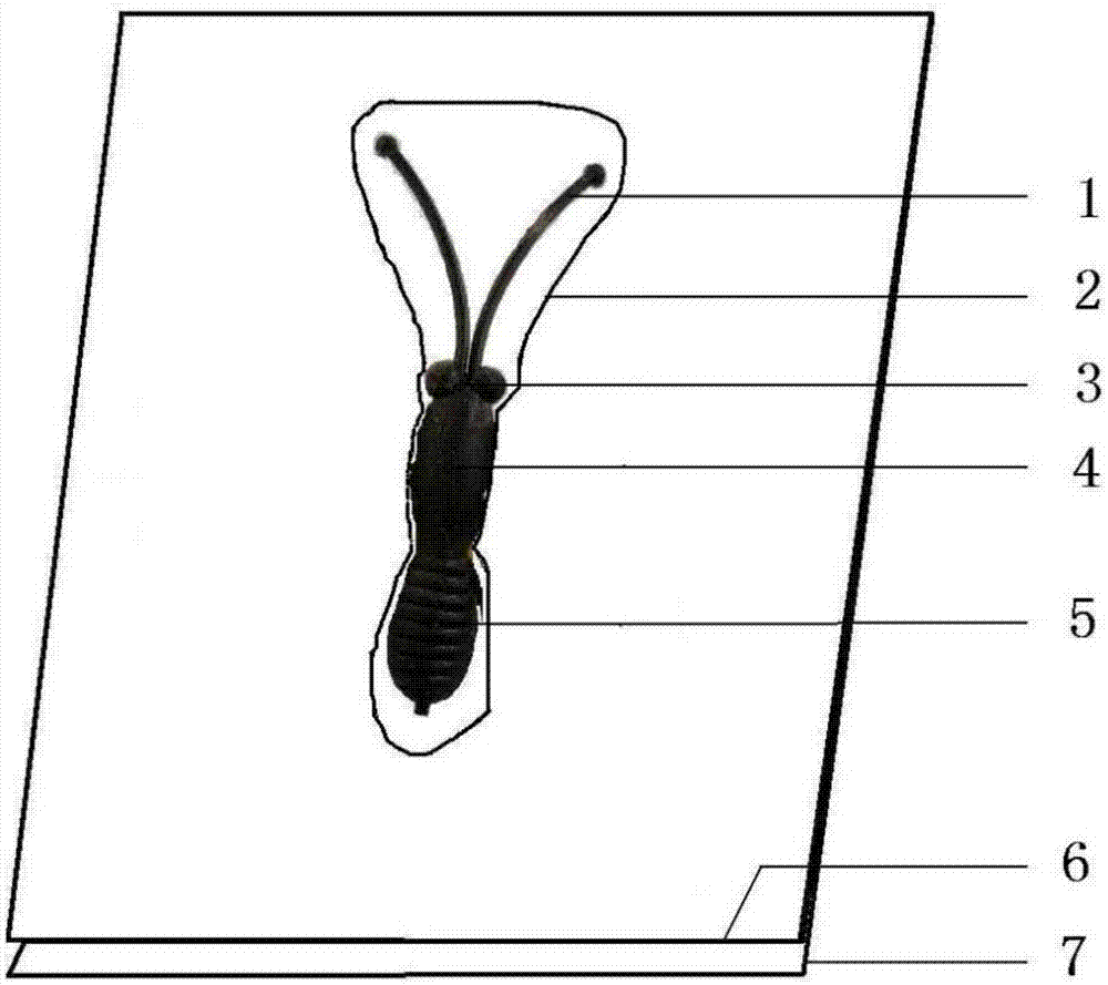 Method for making resin embedded Lepidoptera insect specimen