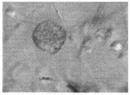 Fermented bean curd product and preparing method thereof