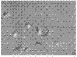 Fermented bean curd product and preparing method thereof