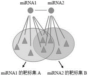 Method for predicting miRNA [micro-RNA (ribonucleic acid)] target proteins of miRNA regulation protein interaction networks