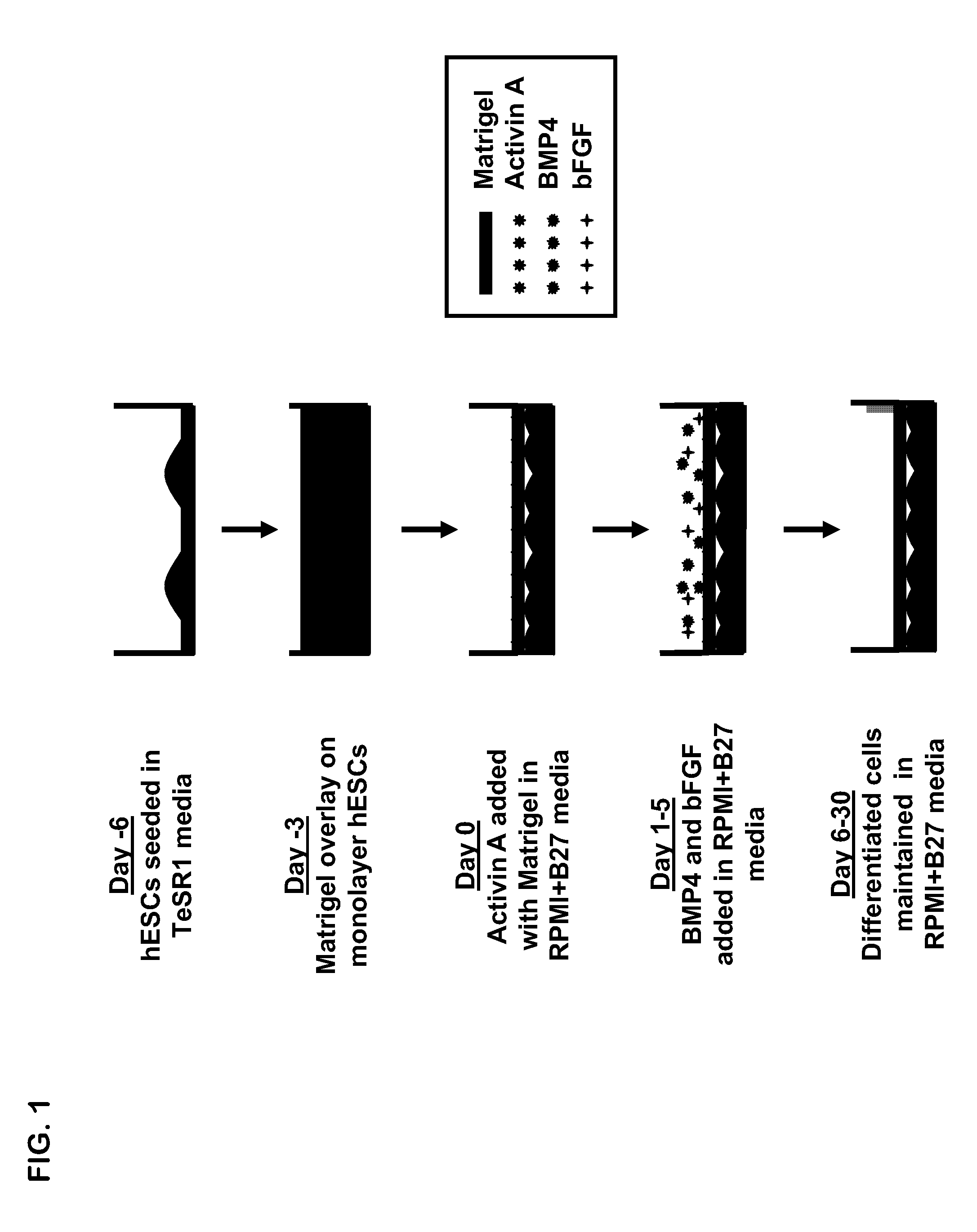 Cardiac differentiation of human pluripotent stem cells under defined conditions using matrix overlay methods