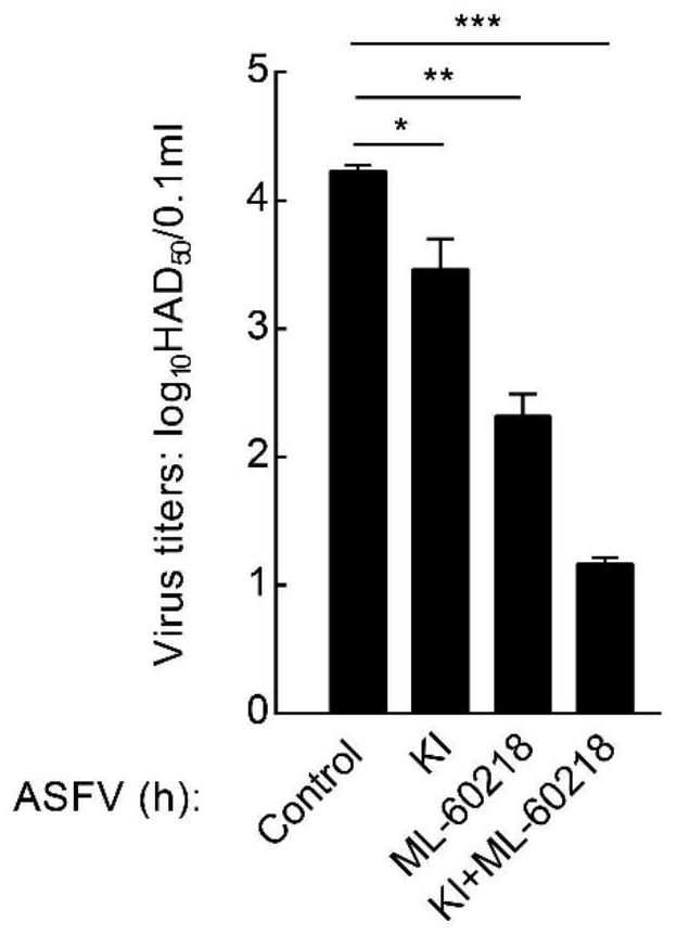 New application of potassium iodide or composition containing potassium iodide in preventing or treating African swine fever