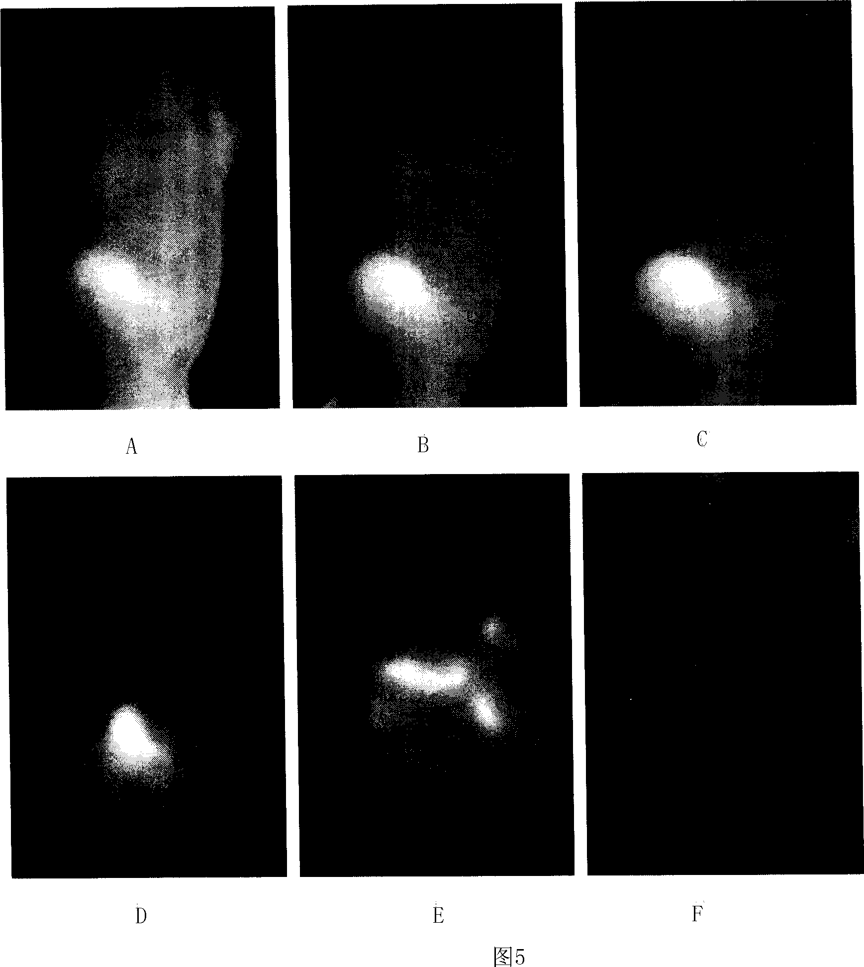 Pharmaceutical in vivo dynamics characteristic-nondestructive in situ monitoring system and monitoring method