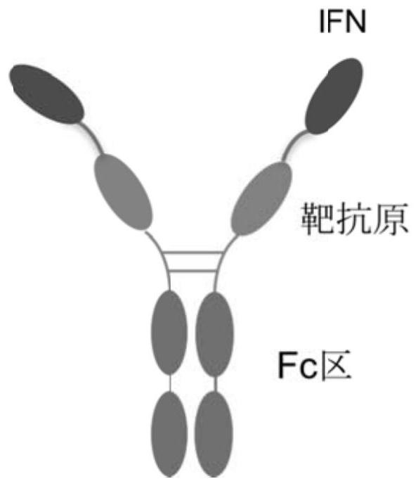 Construction and application of fusion protein vaccine platform