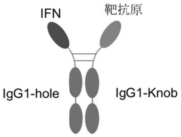 Construction and application of fusion protein vaccine platform