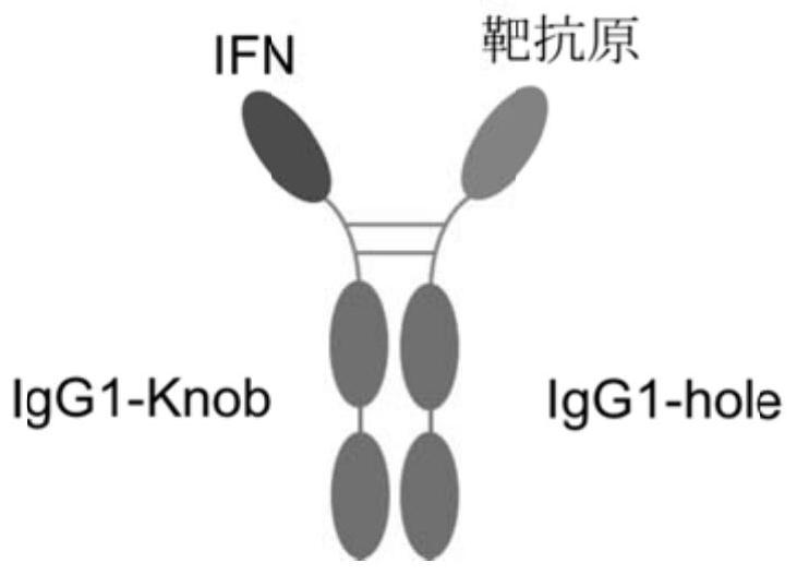 Construction and application of fusion protein vaccine platform