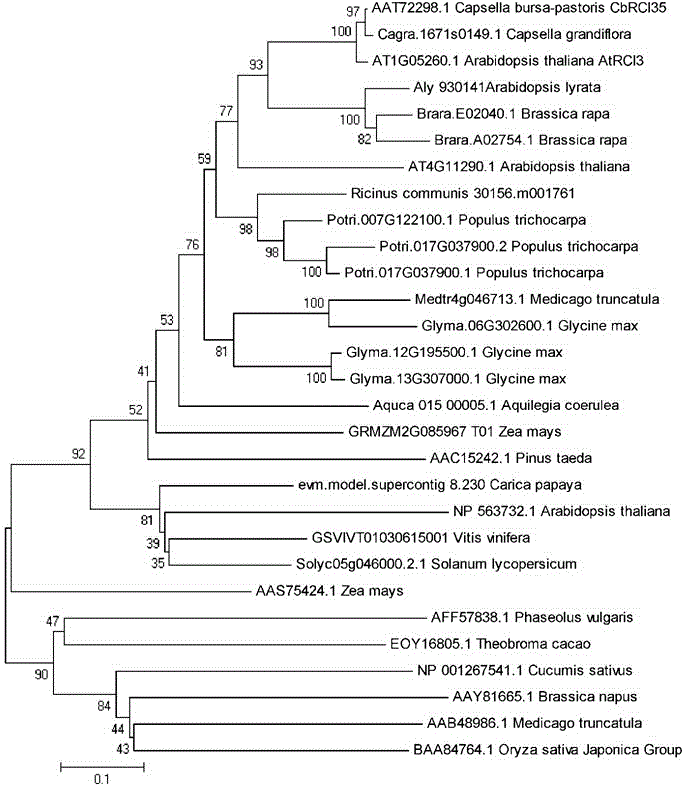 Capsella bursa-pastoris peroxidase gene and application of capsella bursa-pastoris peroxidase gene to improvement of cold resistance of economic plants