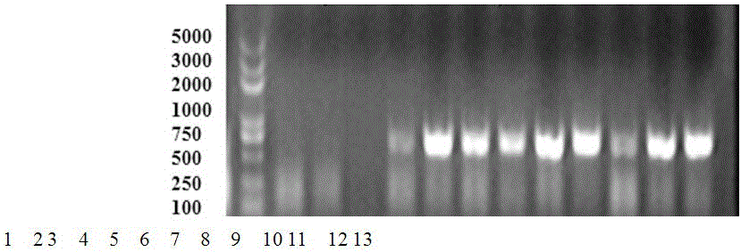 Capsella bursa-pastoris peroxidase gene and application of capsella bursa-pastoris peroxidase gene to improvement of cold resistance of economic plants