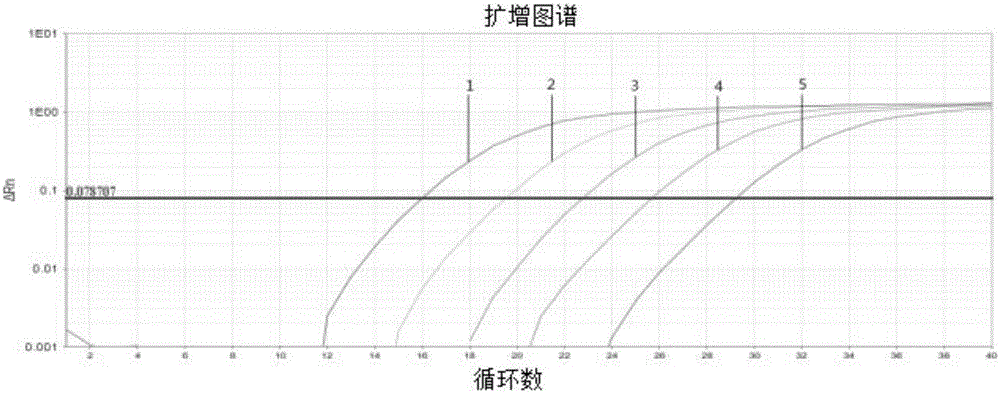 Primer, probe, kit and method for detecting bacillus erysipelatos-suis by fluorescent quantitative PCR (Polymerase Chain Reaction)