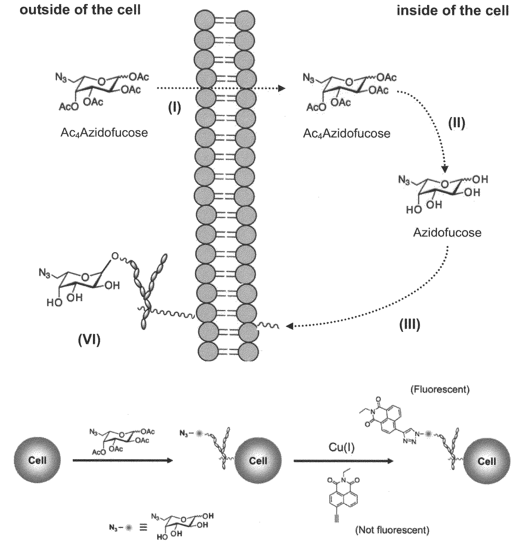 Compositions and assays for treatment and diagnosis of helicobacter pylori infection and conditions