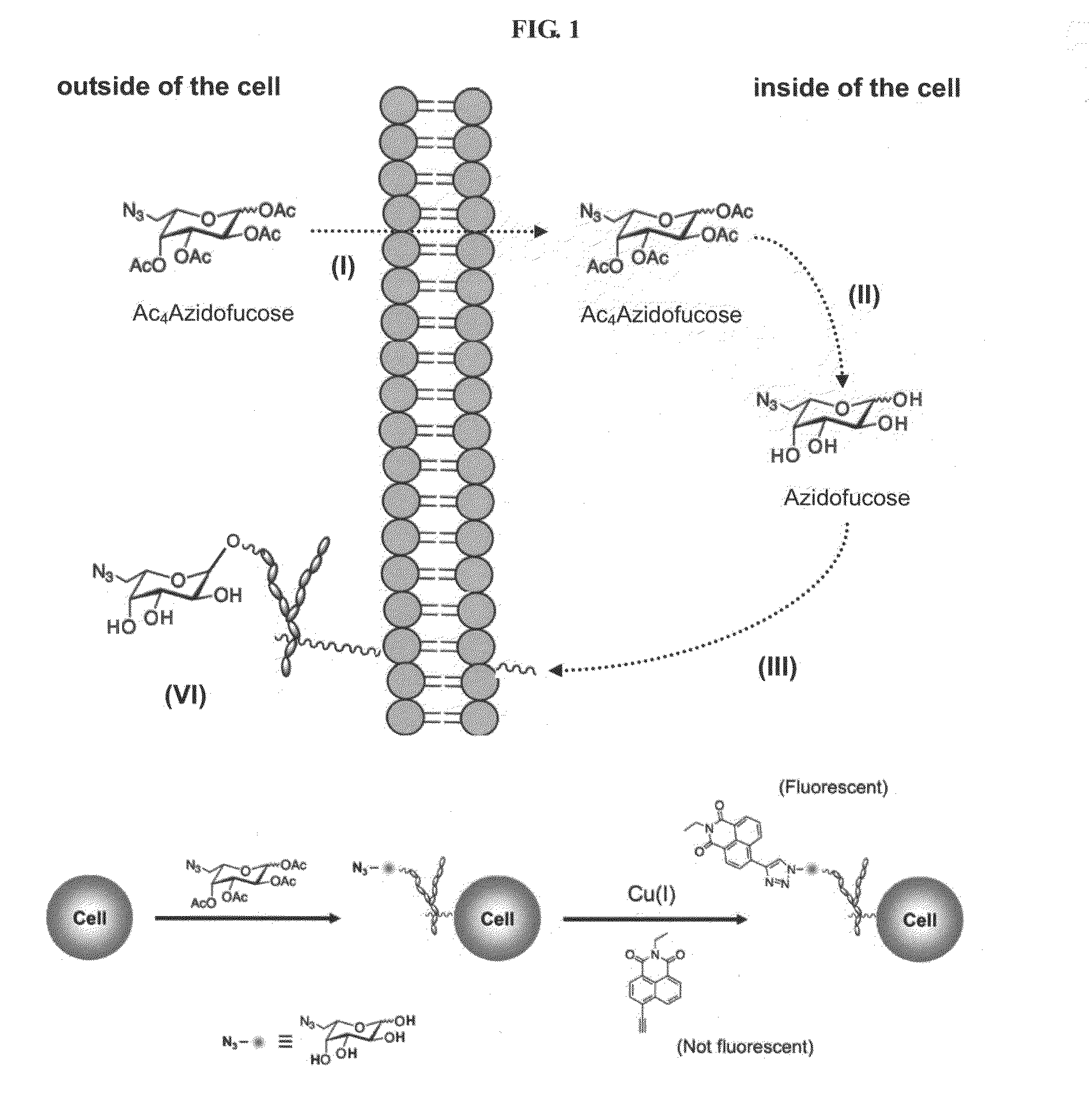 Compositions and assays for treatment and diagnosis of helicobacter pylori infection and conditions