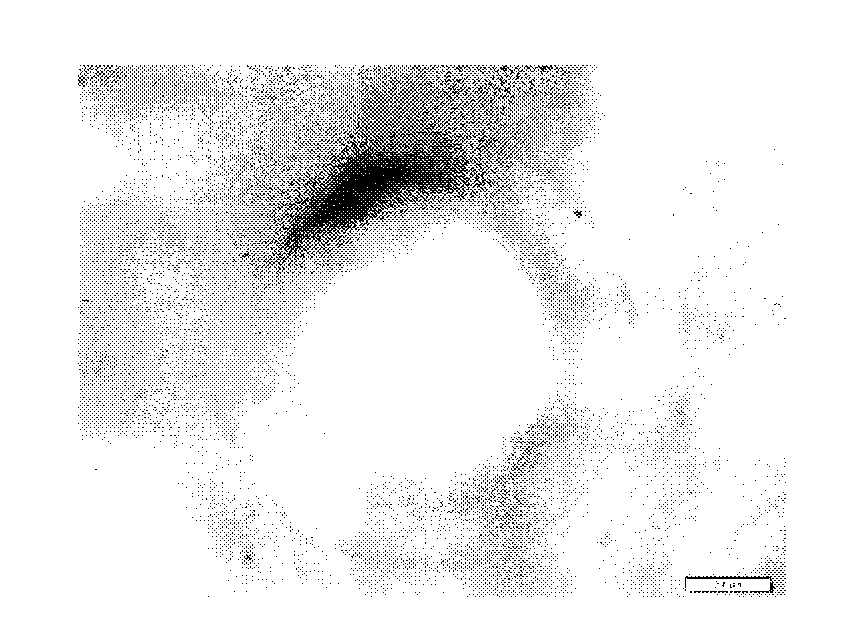 Alginate hydrogel microcarrier and preparation method thereof