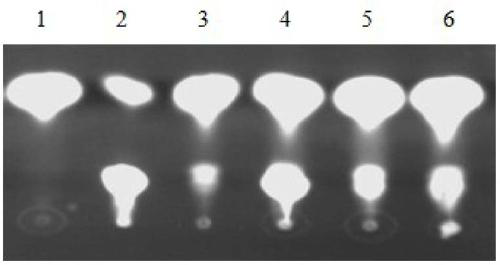 A gene encoding 6-phosphogluconate dehydrogenase and its application