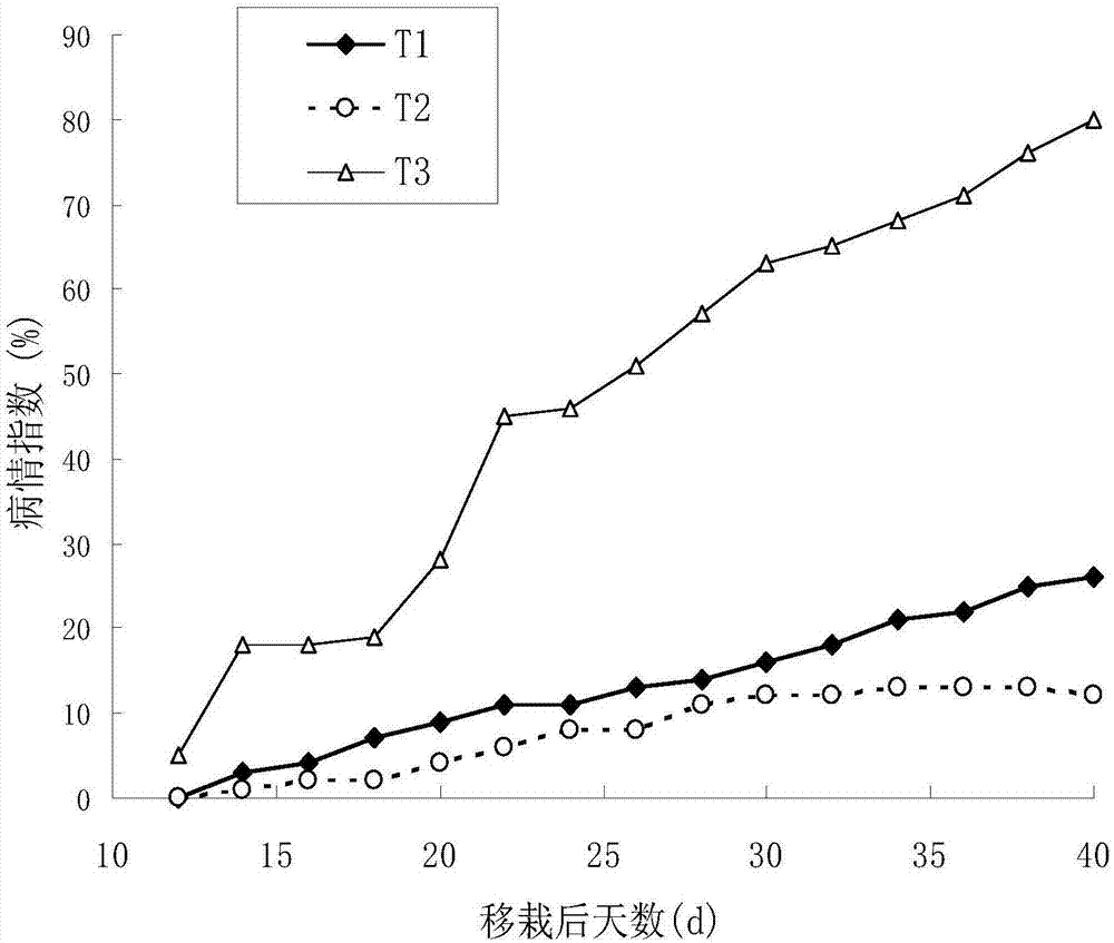 Production technology of compound microorganism bacterium agent for resisting bacterial wilt of eggplant