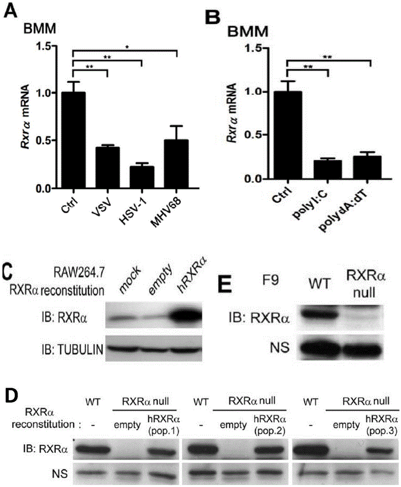 Application of RXR in construction of susceptibility model of herpes simplex virus type 1 (HSV-1)