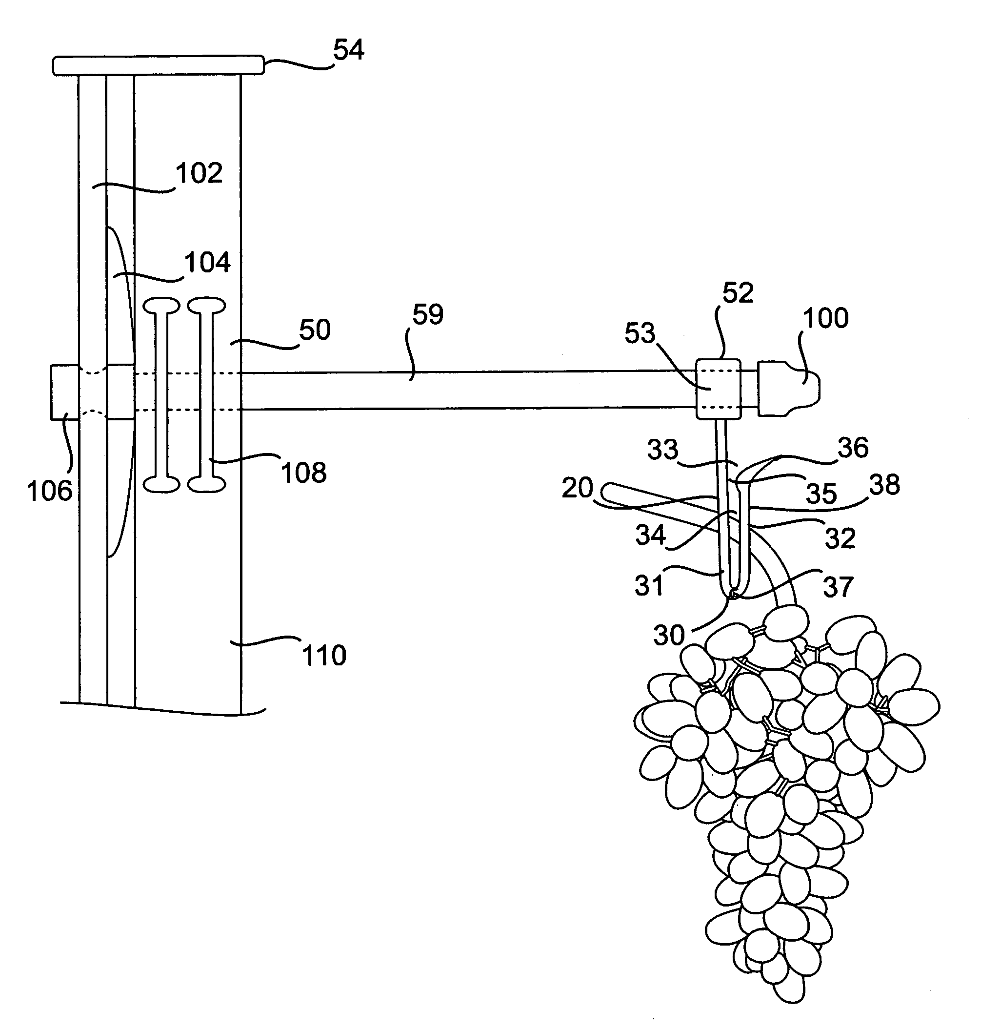 System and method for harvesting grape clusters