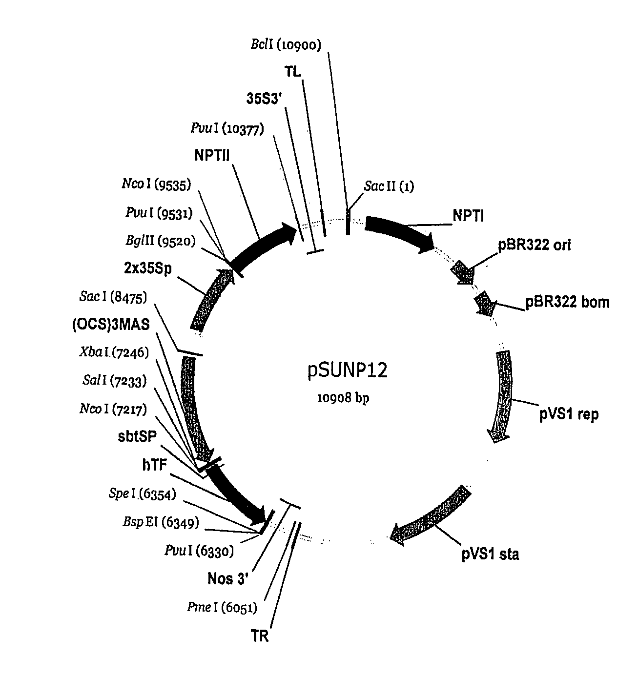 Production of tissue factor in plants