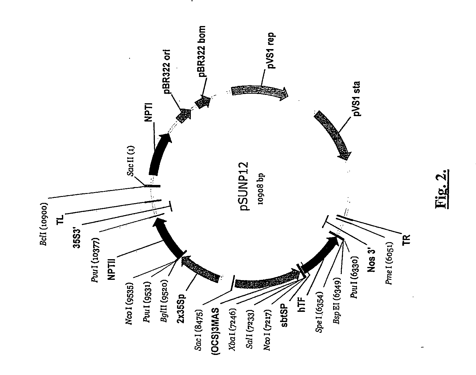 Production of tissue factor in plants