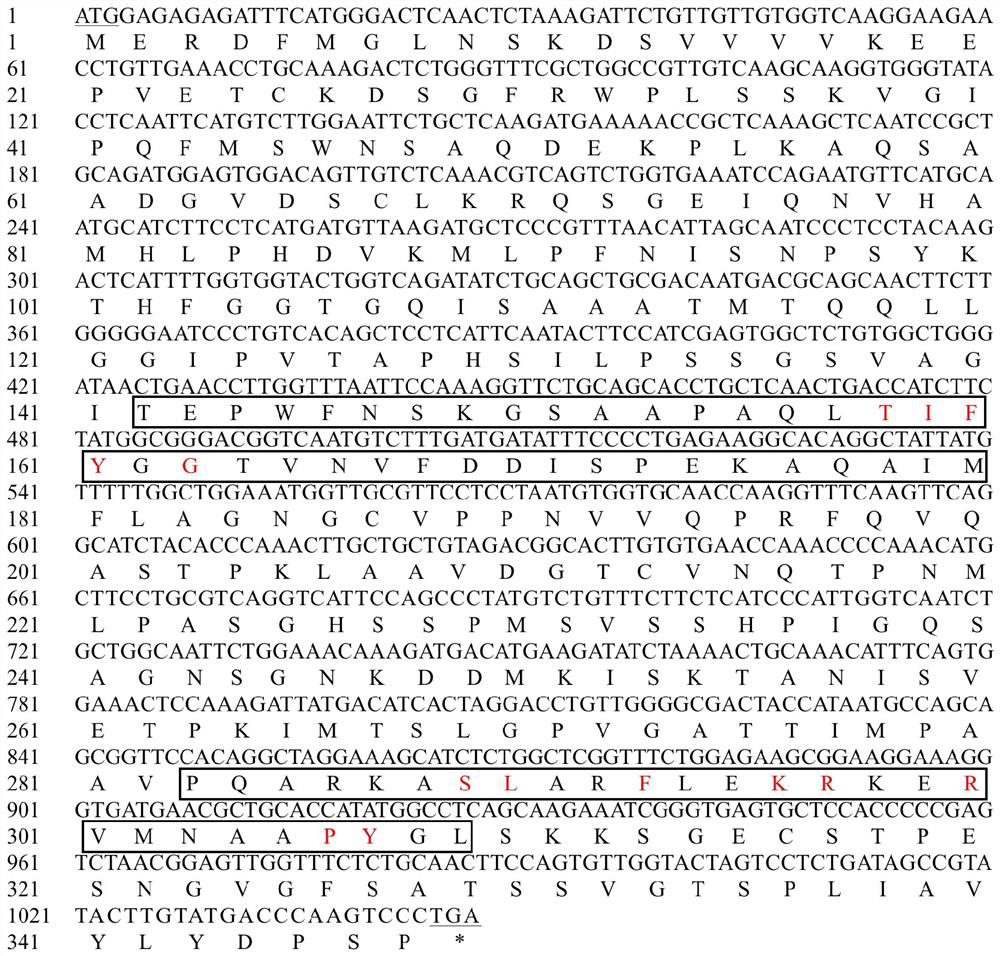 Nicotiana benthamiana secreting type glandular hair regulation gene NbJAZ3 as well as expression vector and application thereof