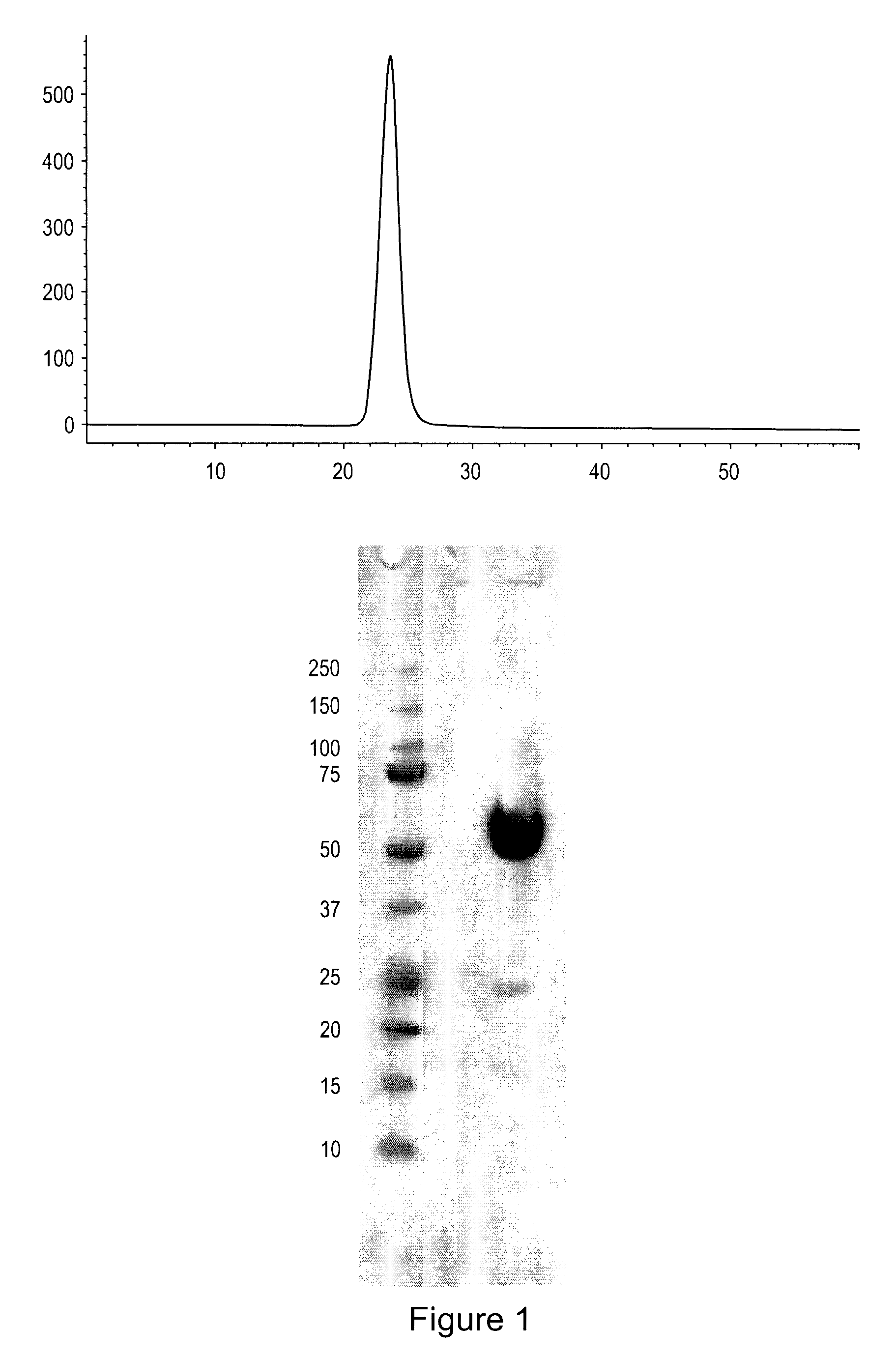 Activin-actriia antagonists and uses for treating or preventing breast cancer