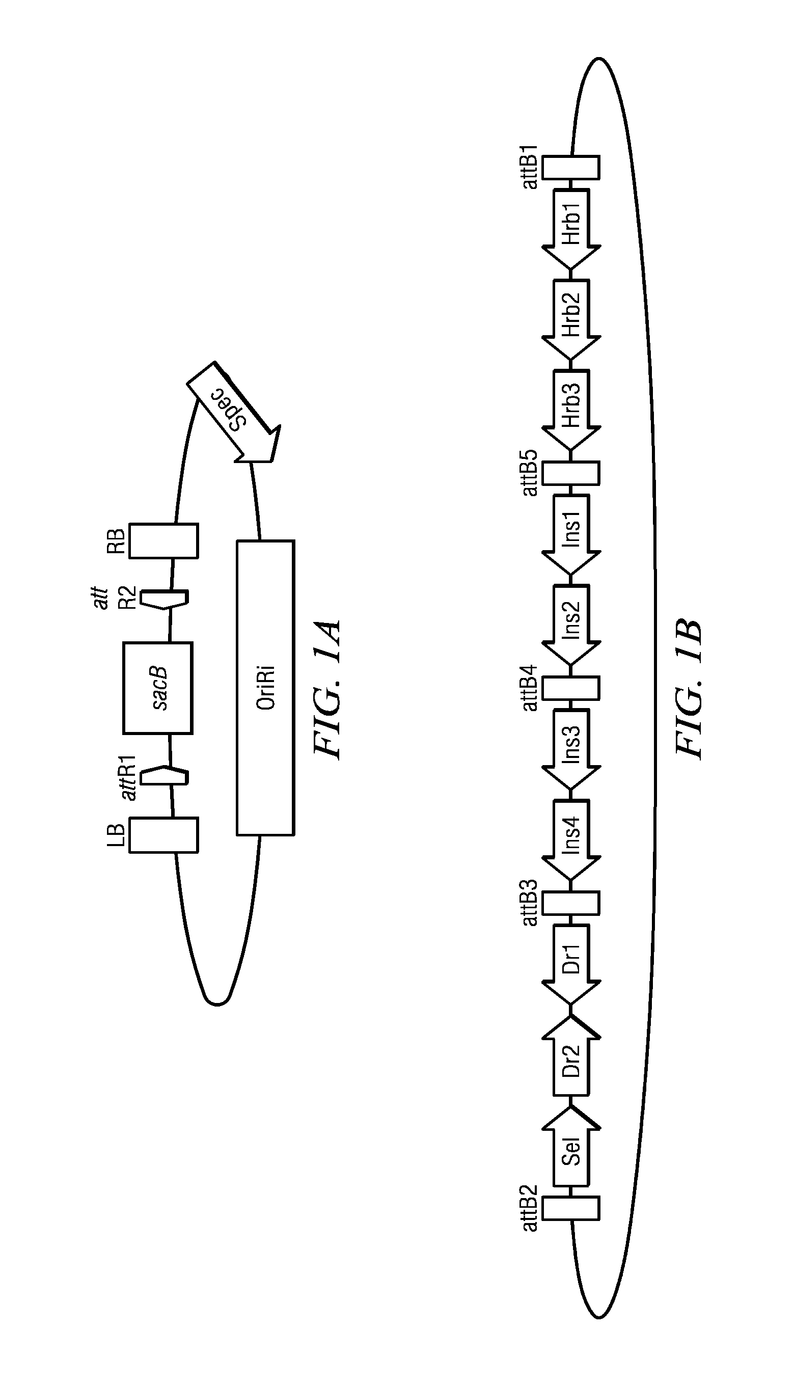 Methods and Compositions for Expression of Transgenes in Plants