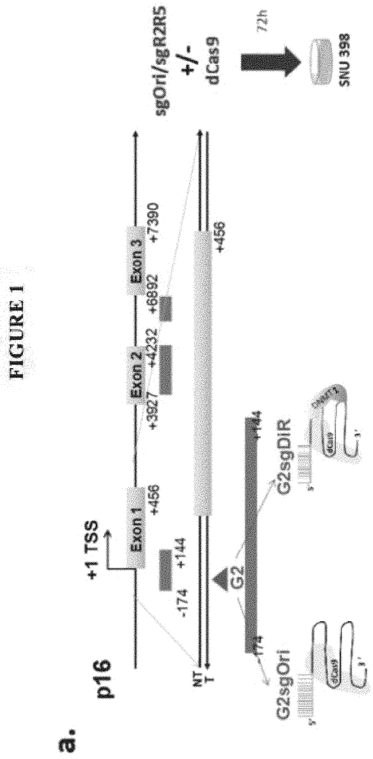 Methods and compositions for gene specific demethylation and activation