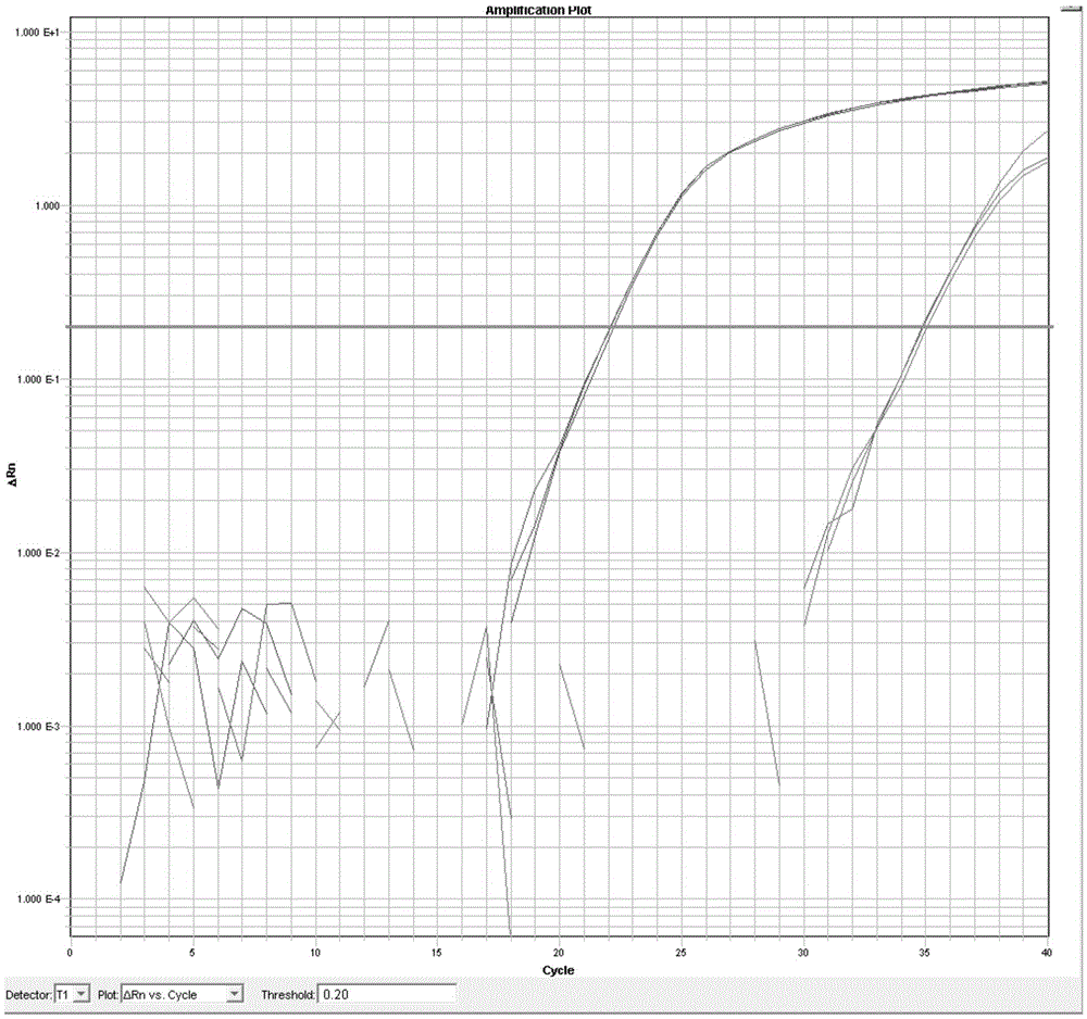 Dna probe library for hybridization with braf gene and method for enriching braf gene fragments using it