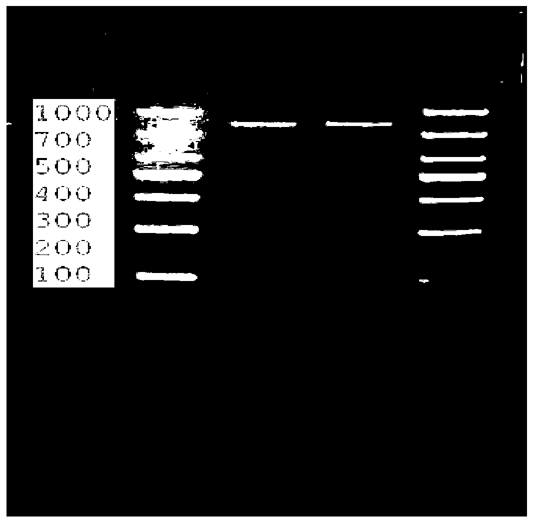 Tumor vaccine of recombinant murine EPS8 gene, and preparation method and application thereof