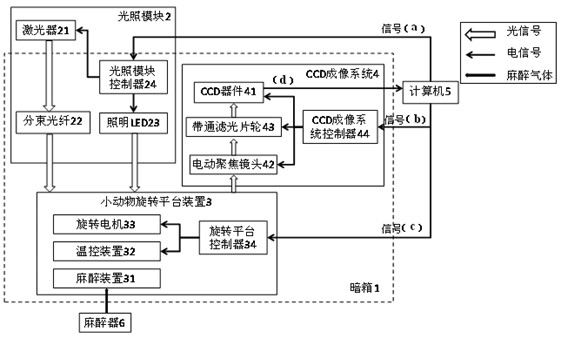 Organism fluorescent three-dimensional imaging system and application thereof