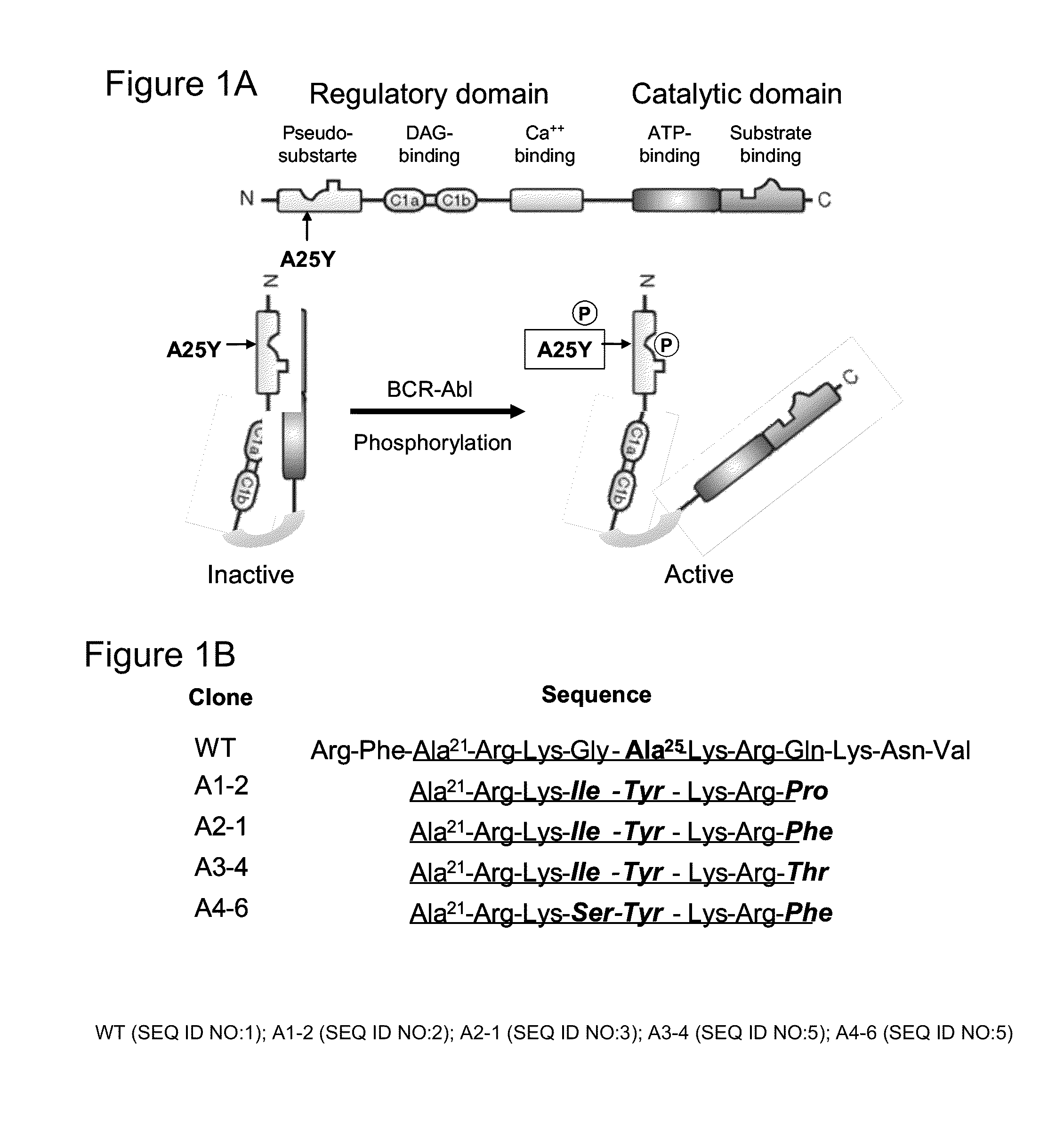 Prodrug anti-cancer therapy