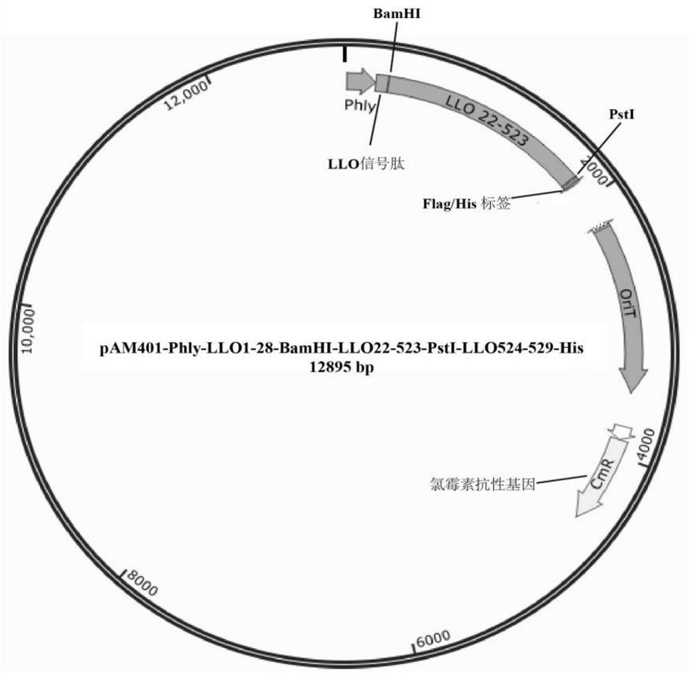 A kind of non-integrated listeria vaccine and anti-tumor immune response method