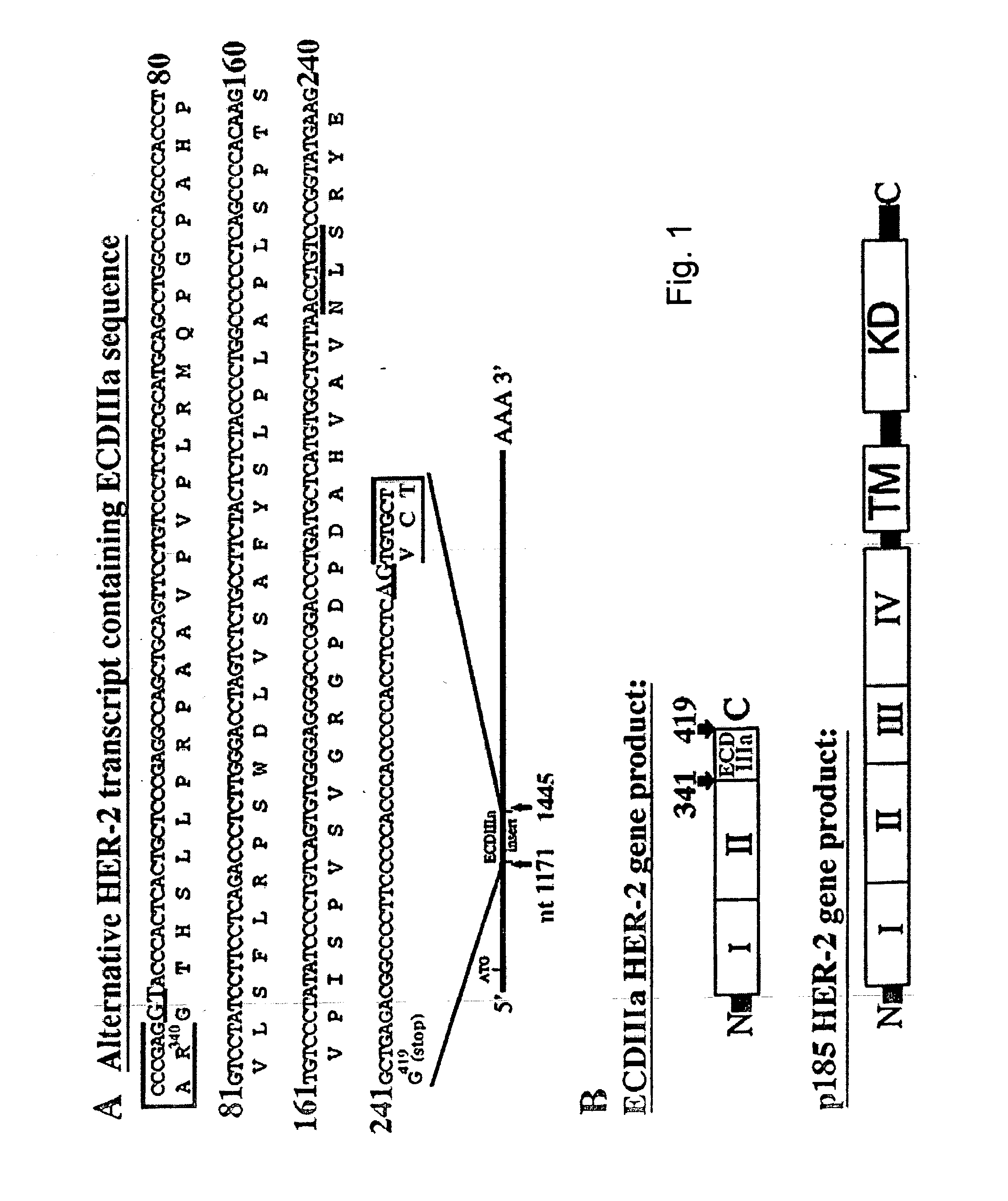 Her-2 binding antagonists