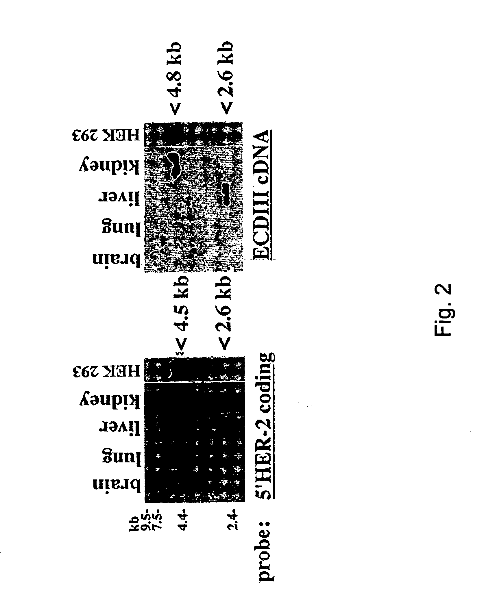 Her-2 binding antagonists