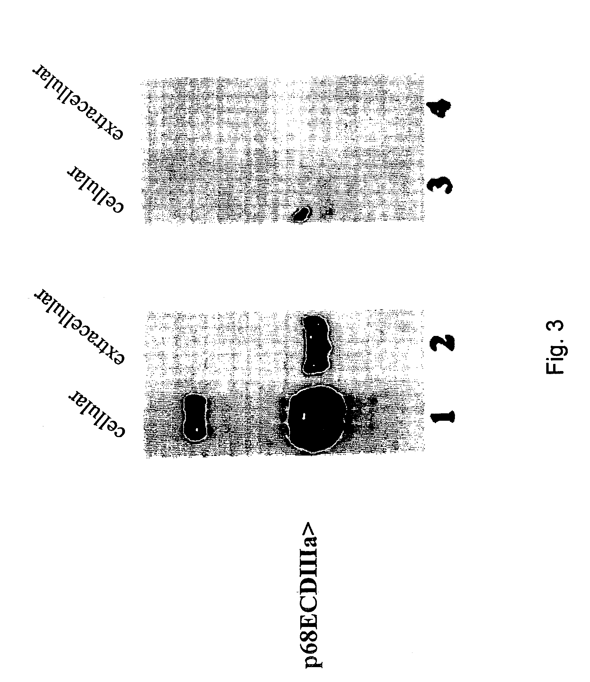 Her-2 binding antagonists