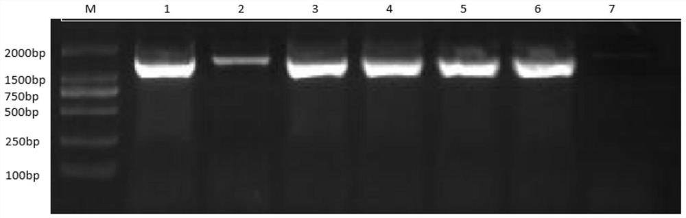 A strain of Lactobacillus that inhibits pedv adhesion