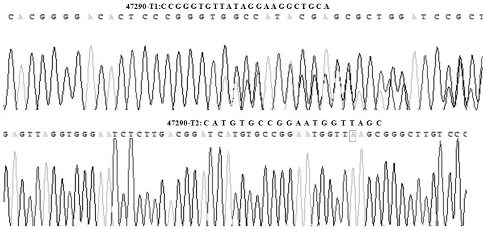 Rice receptor kinase gene loc_os11g47290 and its encoded protein and application