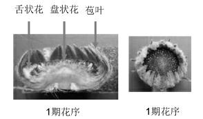 Method for promoting petal coloring of gerbera jamesonii