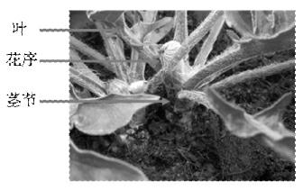 Method for promoting petal coloring of gerbera jamesonii