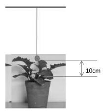 Method for promoting petal coloring of gerbera jamesonii