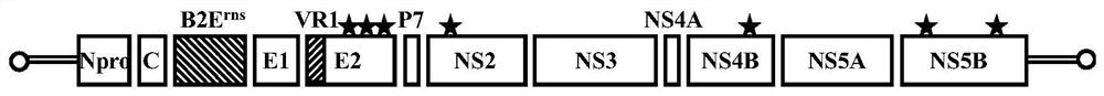 carry type 2 bvdv-e  <sup>rns</sup> Construction method of genetically high fecundity classical swine fever attenuated marker vaccine