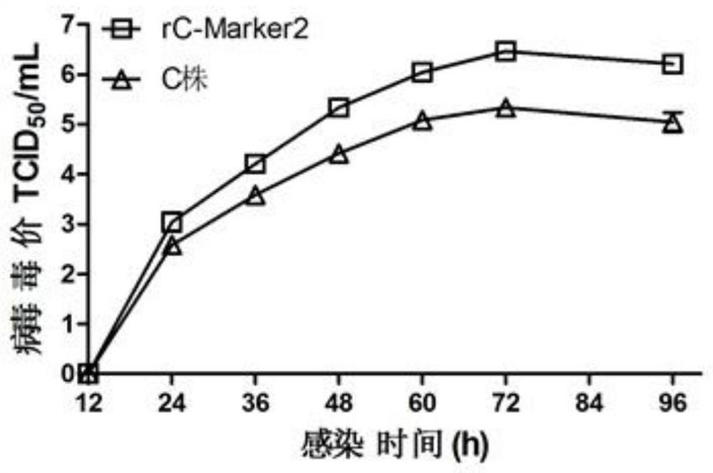 carry type 2 bvdv-e  <sup>rns</sup> Construction method of genetically high fecundity classical swine fever attenuated marker vaccine